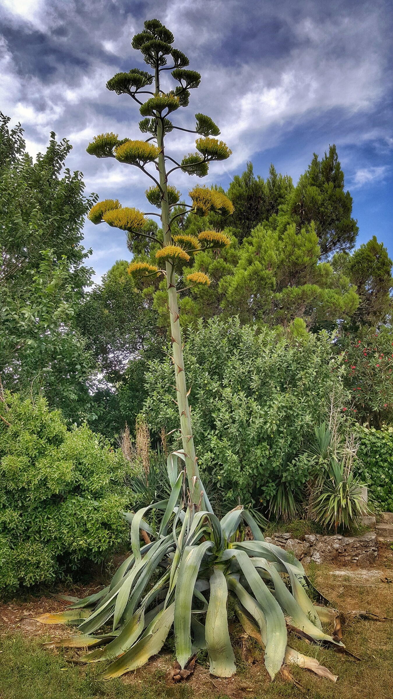 Tall flowering agave plant with yellow flowers