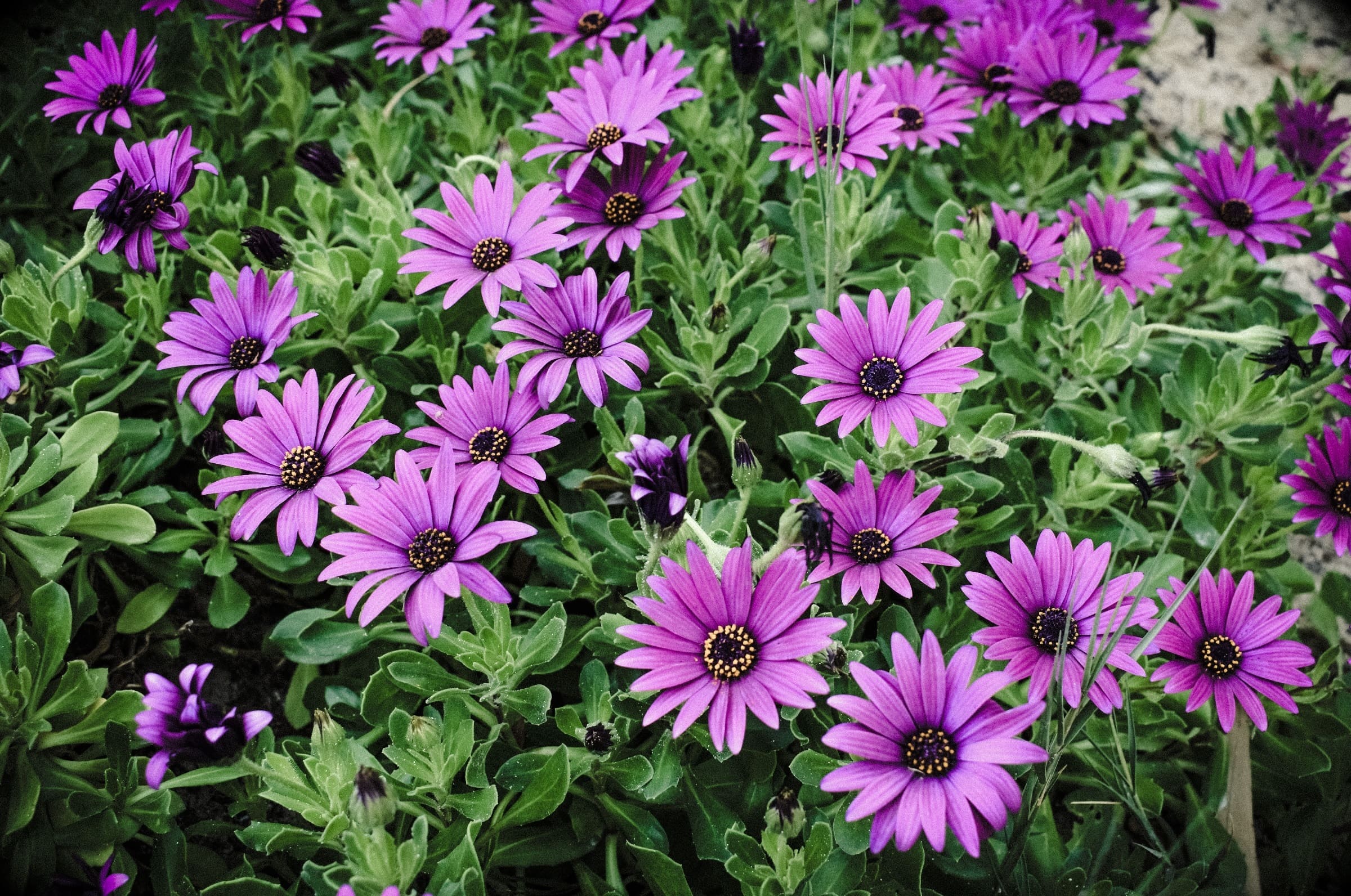 Around two dozen delicate purple african daisies growing outdoors amongst green leaves and foliage.