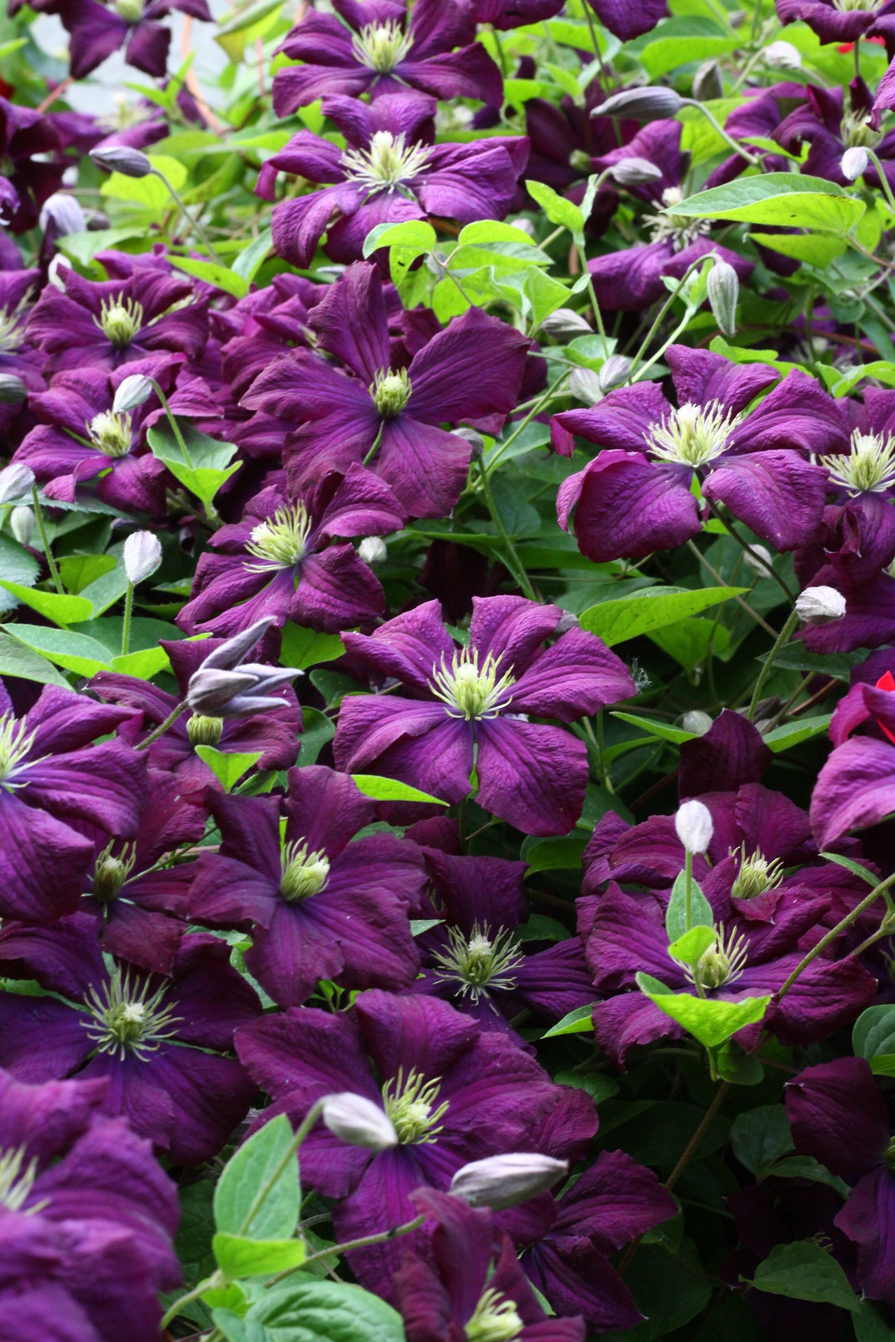 purple clematis vines