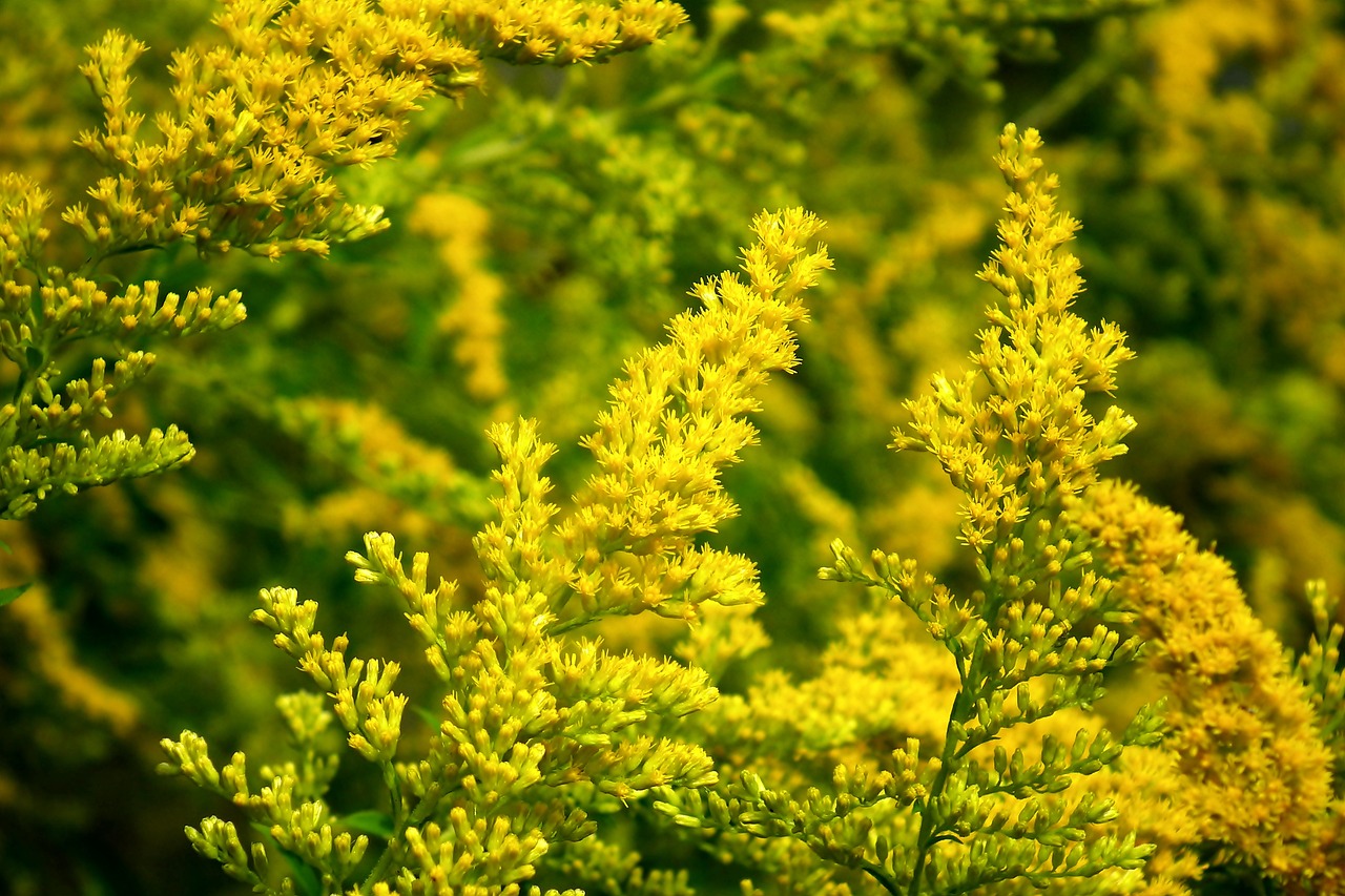 Goldenrod's yellow flowers in the garden.