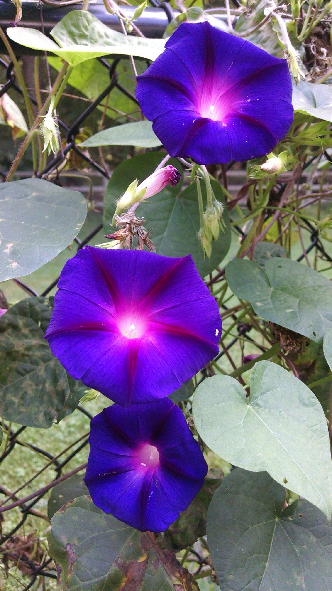 purple morning glory