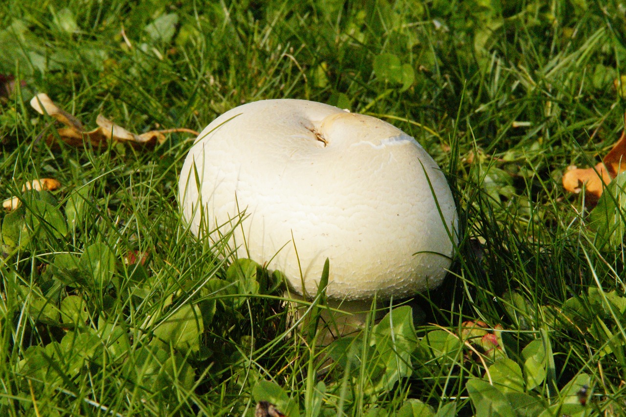mushroom in a lawn