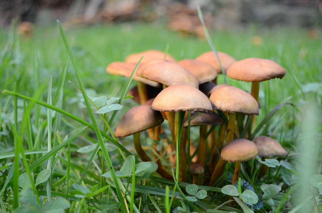 mushrooms in a lawn