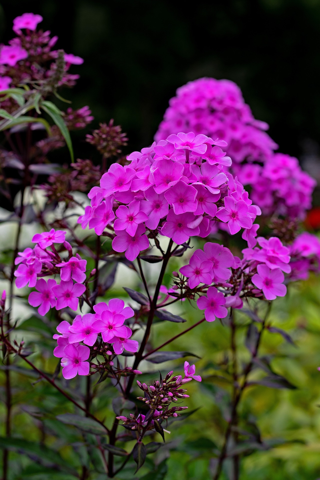 Close-up of bright pink garden phlox flowers