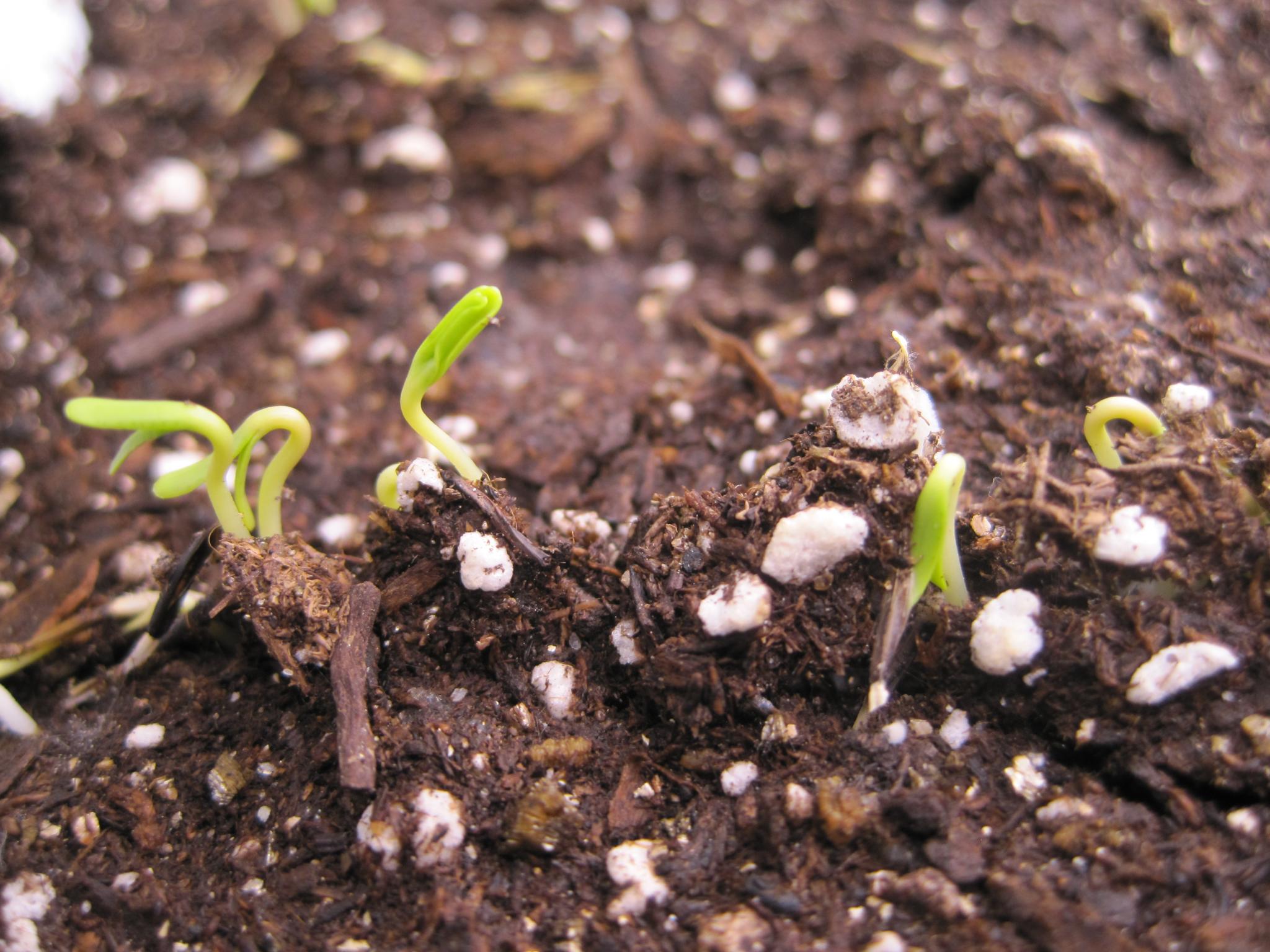 tomato seedlings popping through the soil