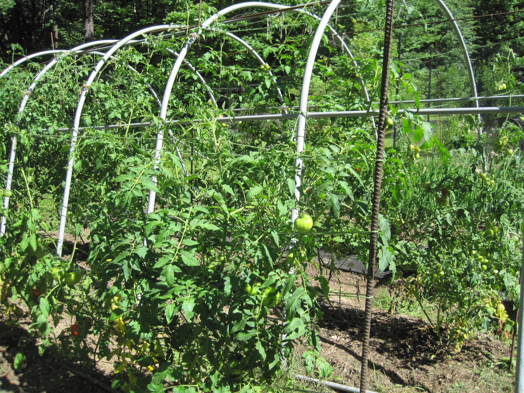 indeterminate tomato trellising