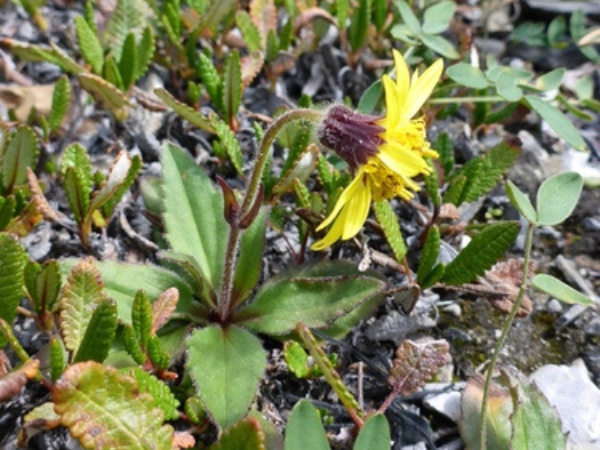 Lake Louise Arnica (Arnica louiseana)