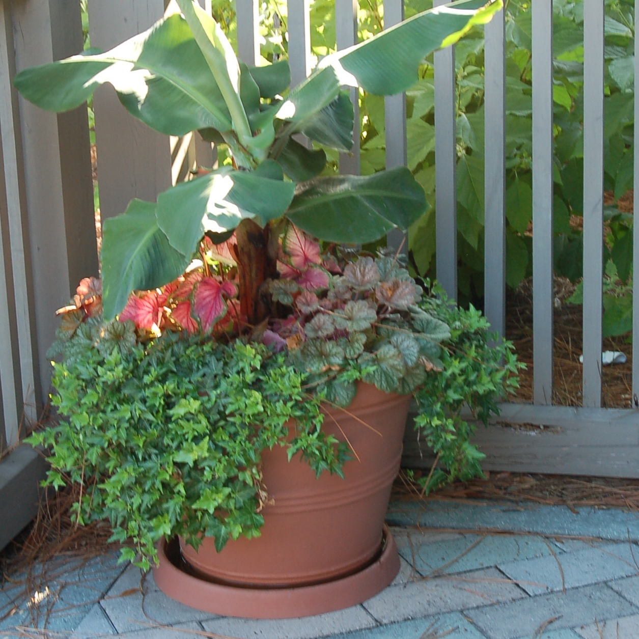 A mixed planter with the banana plant as the central thriller!