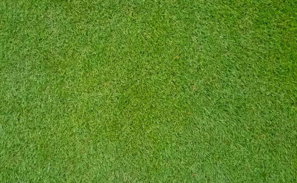 bermuda grass