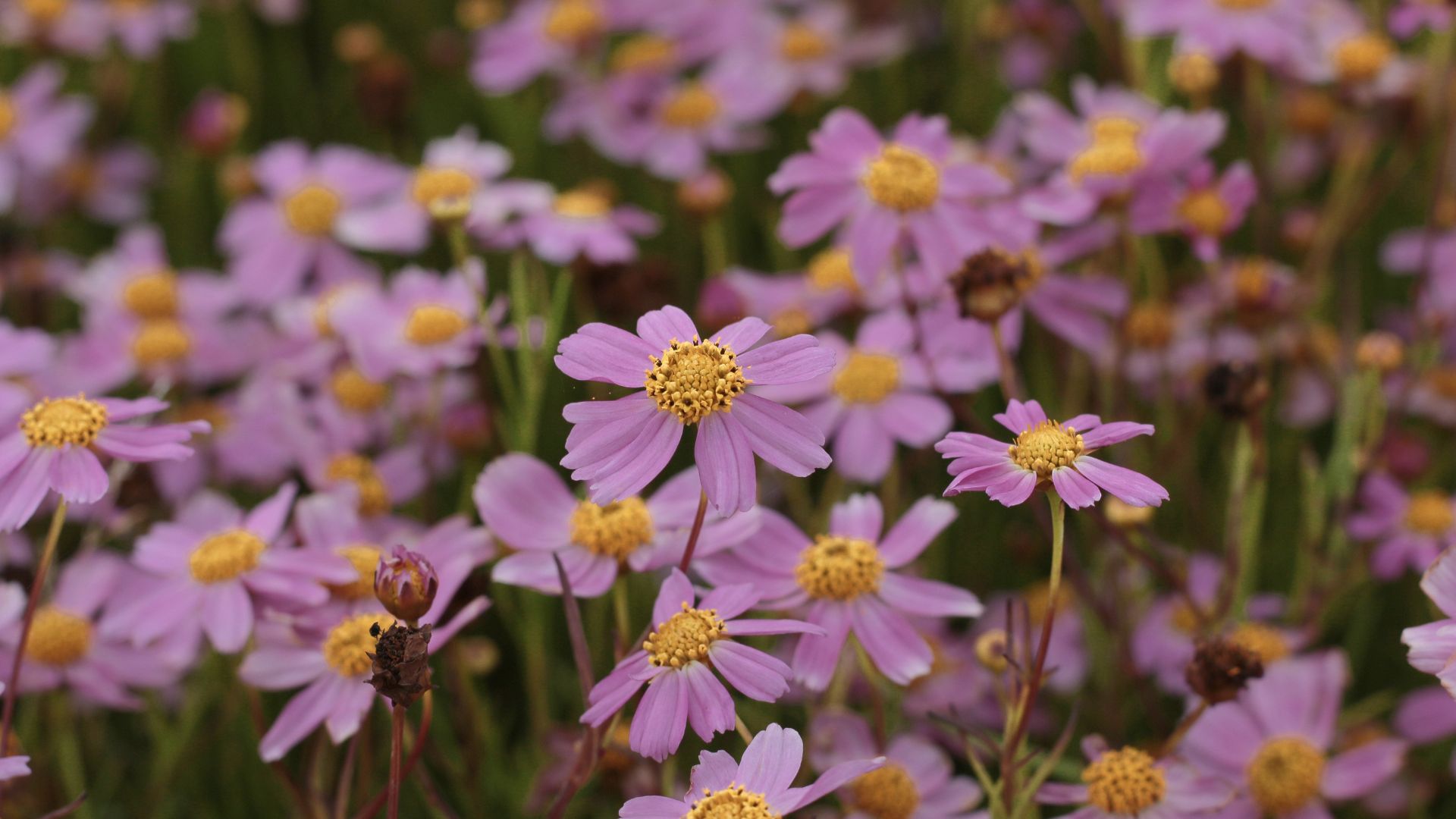 Pink Coreopsis (Coreopsis rosea)