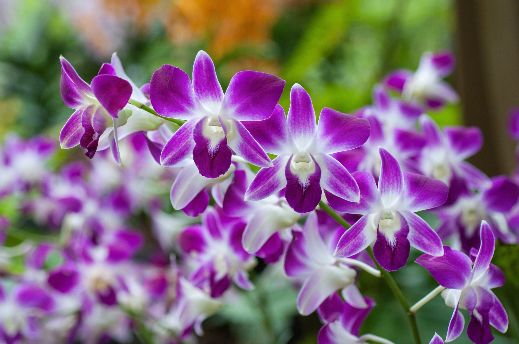 Dendrobium orchid