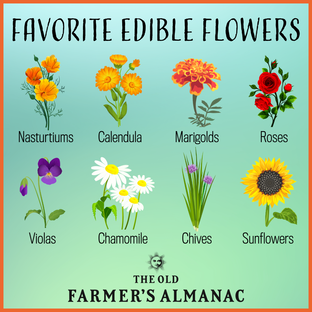 favorite edible flowers infographic
