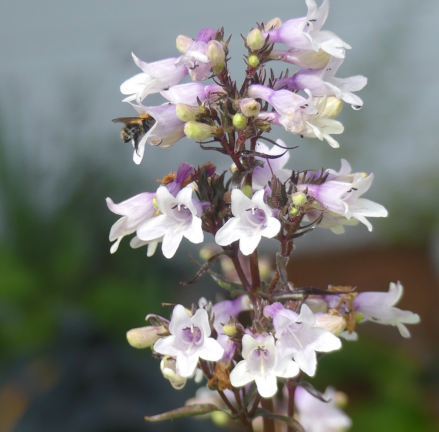 Foxglove Beardtongue is native to the eastern US and is a favorite with hummingbirds. 