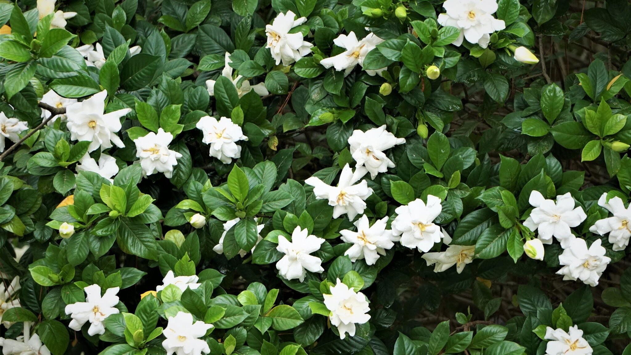 Gardenia flower (Gardenia jasminoides) with the tree and green leaves pattern background texture, Spring in GA USA.