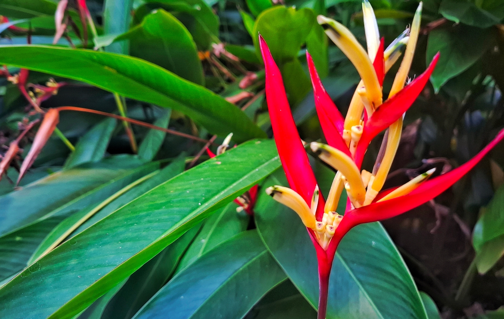 Heliconias