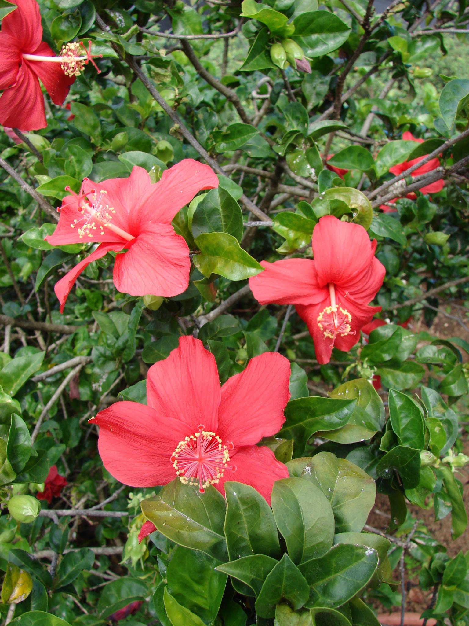 Hibiscus kokio