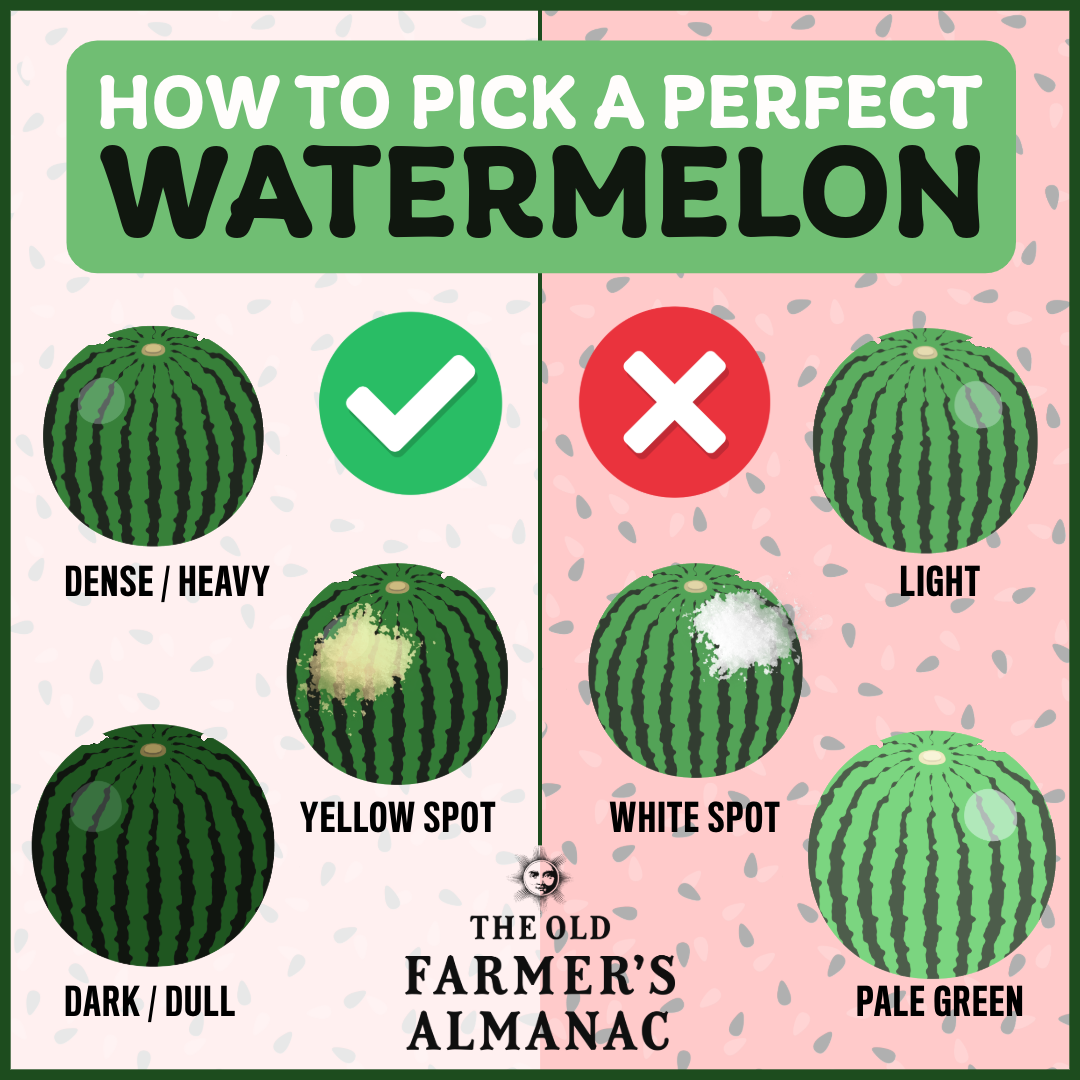 how to pick a perfect ripe watermelon infographic