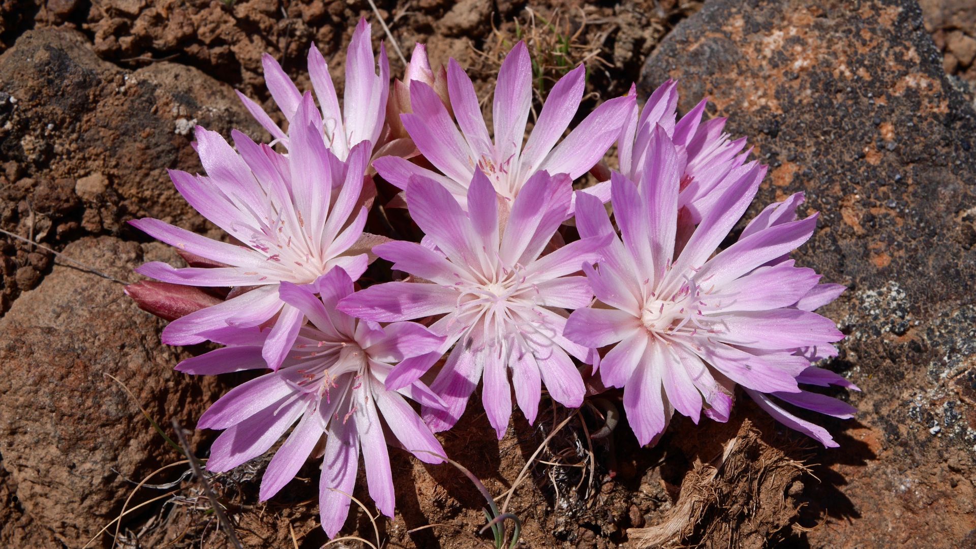 Delicate Pink Flowers of Lewisia Rediviva in Desert. Washington State, USA.