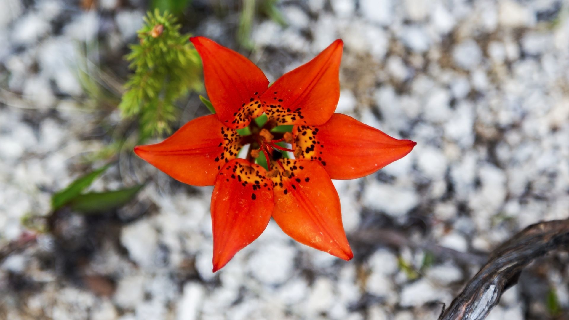 Western Lily (Lilium occidentale)