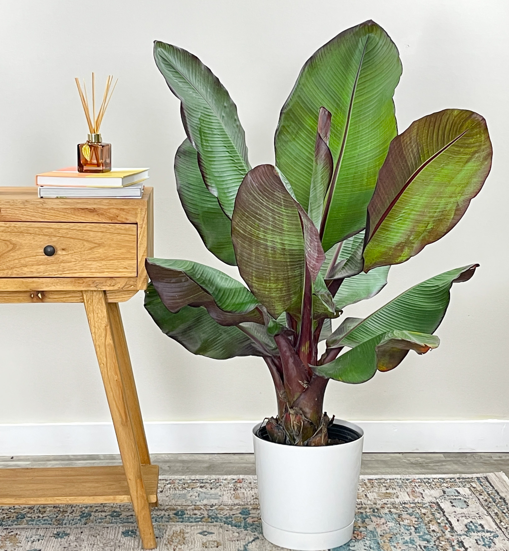  Ensete Maurelli (Red Banana) with beautiful large leaves and reddish-burgundy coloring.