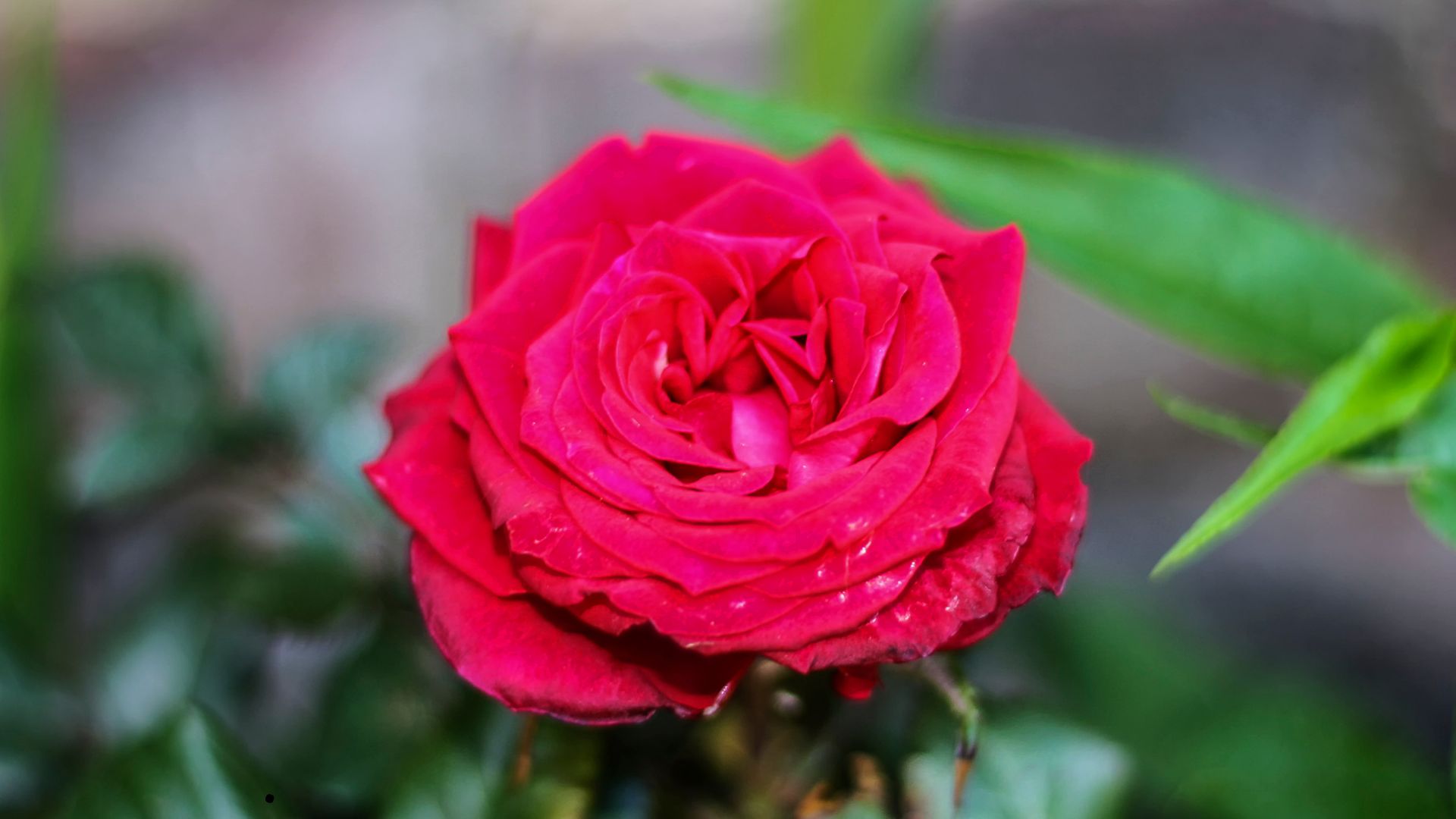 ‘Oklahoma’ Rose, hybrid tea rose