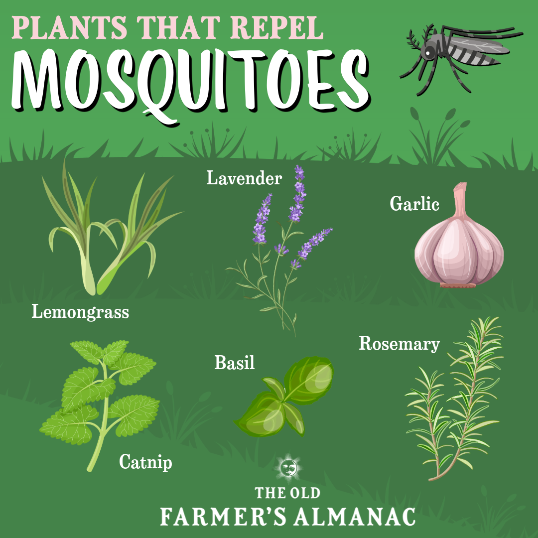 plants that repel mosquitoes infographic
