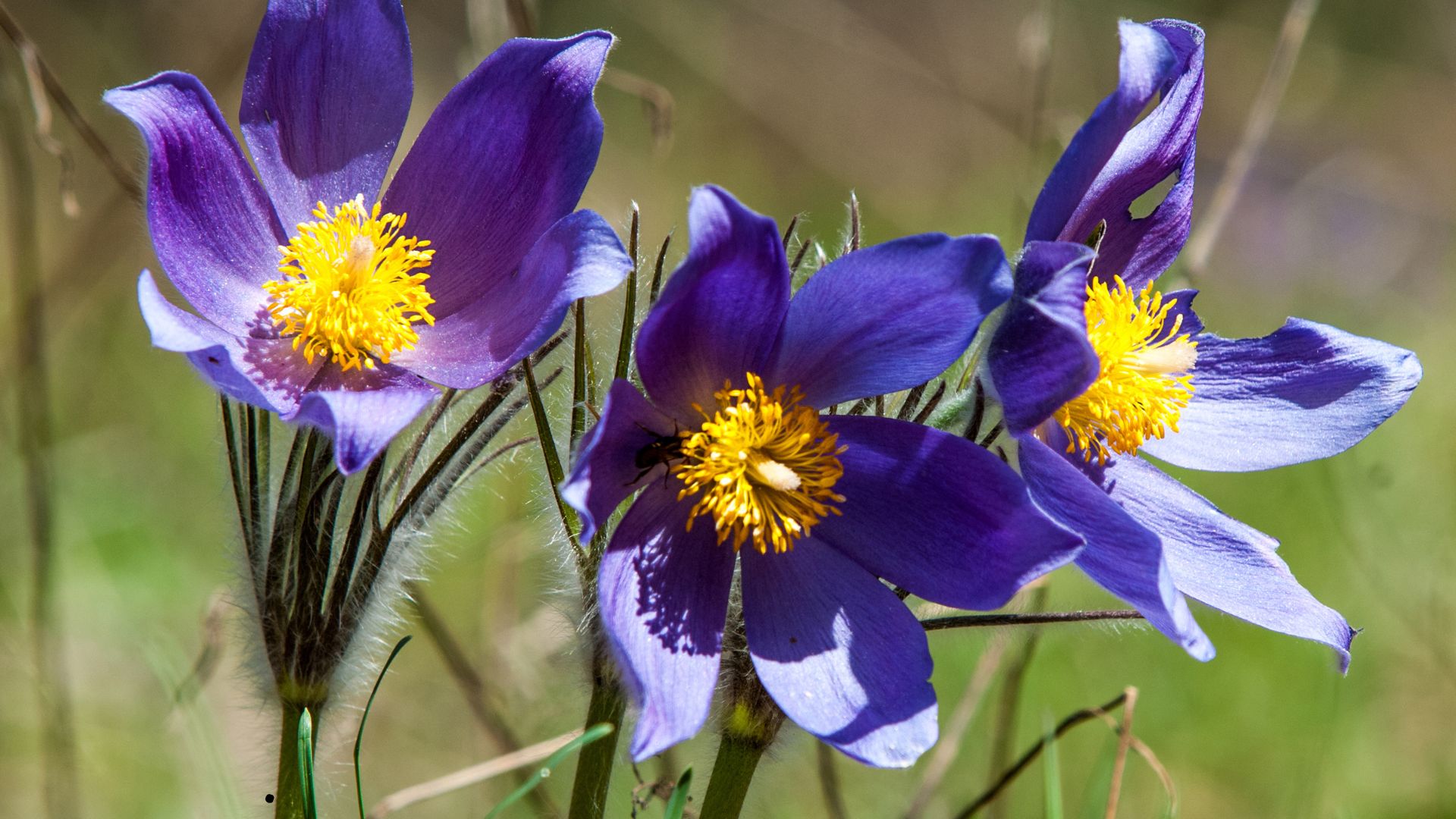 American Pasque Flower (Pulsatilla hirsutissima) 