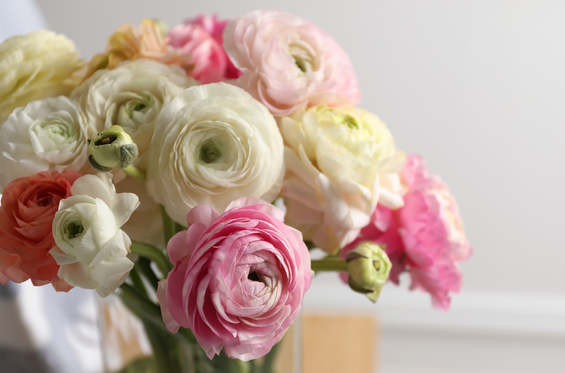 Bouquet of ranunculus flowers in pastel colors.