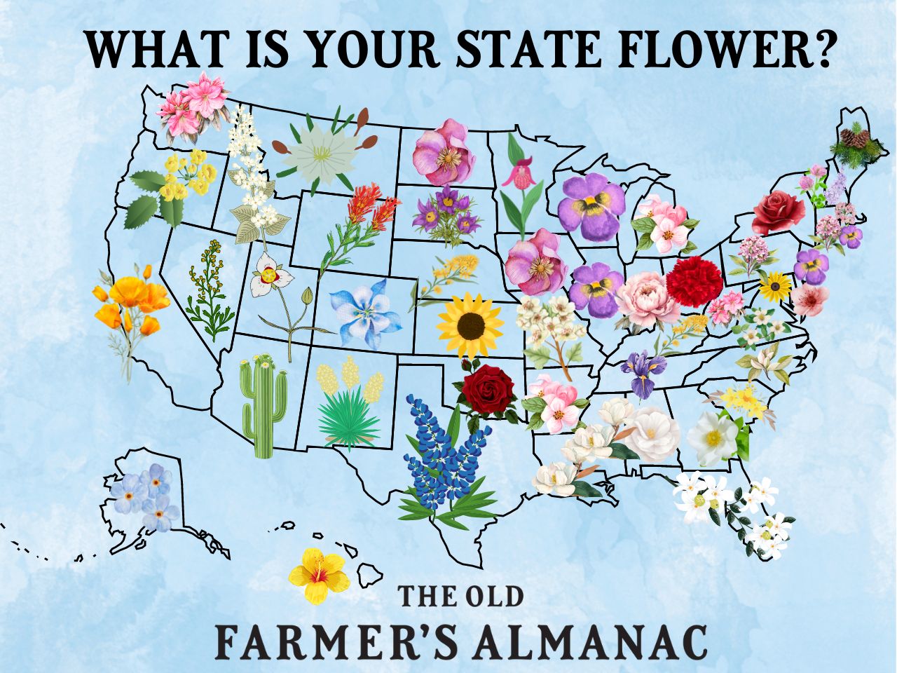 what is your state flower? map of the united states with the state flower shown