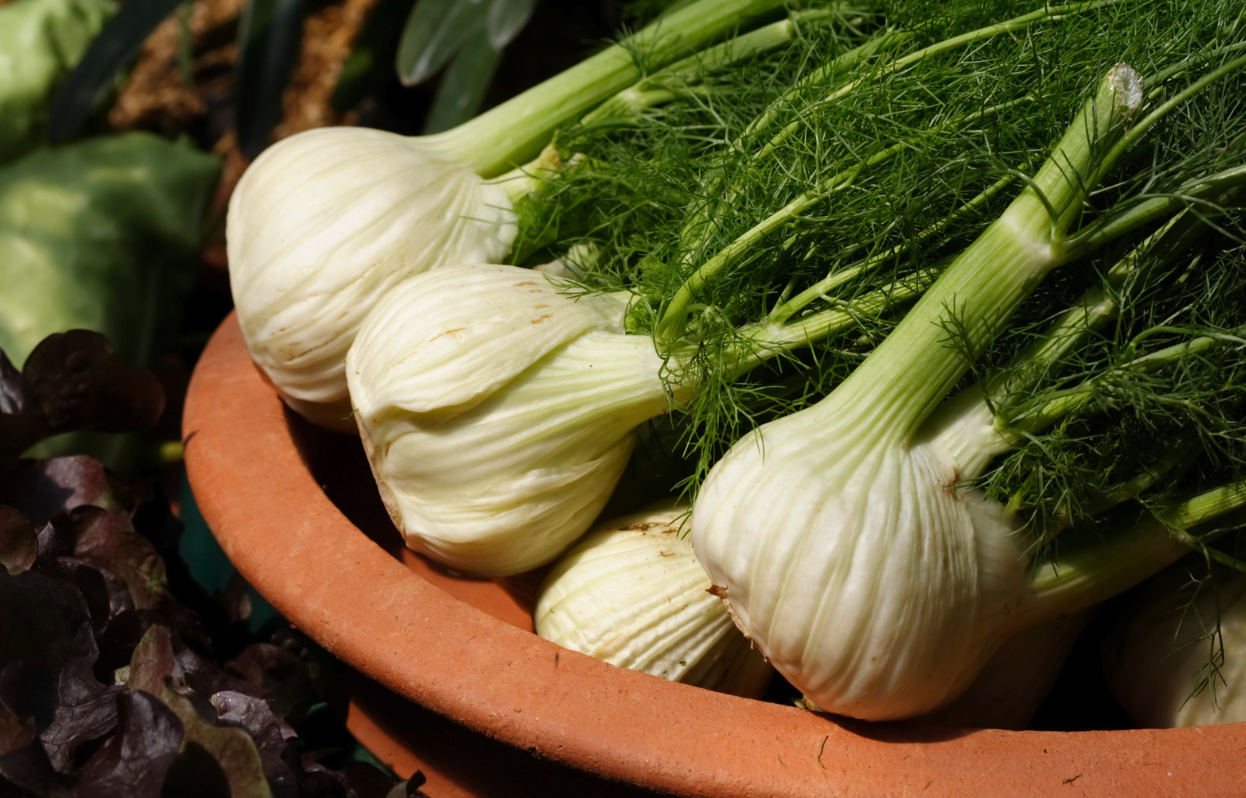 fennel harvested in a wooden bowl
