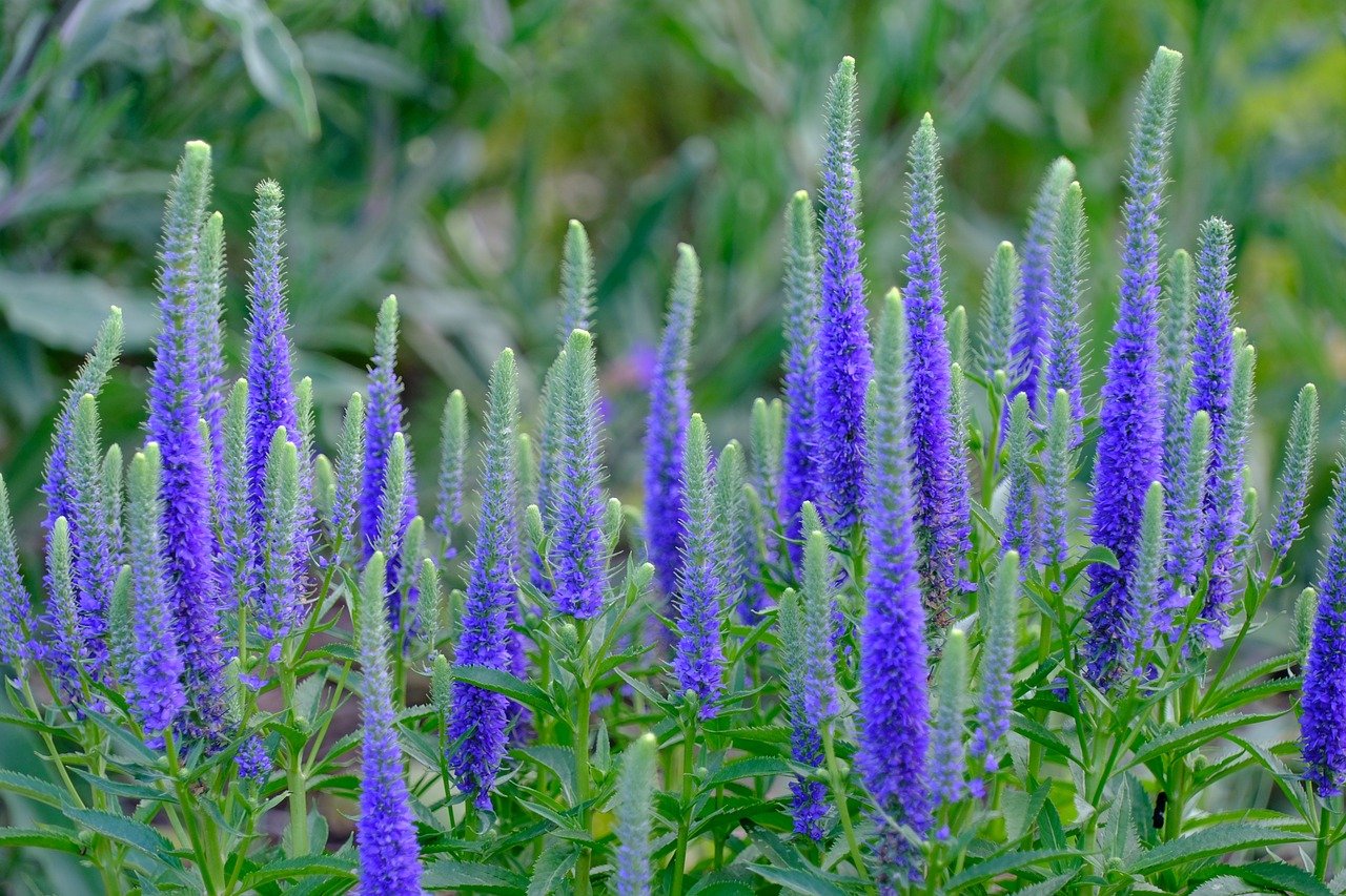 Tall purple spires of speedwell flowers.