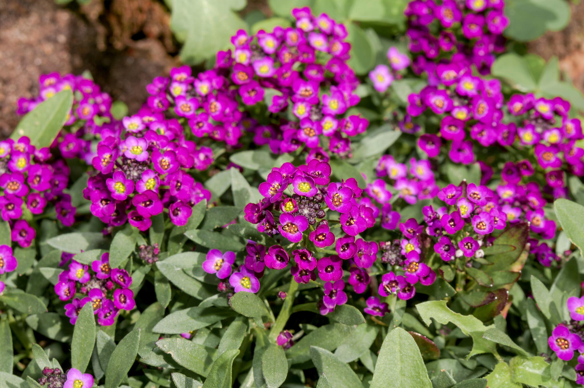 Sweet Alyssum (Lobularia maritima)