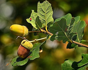 acorns