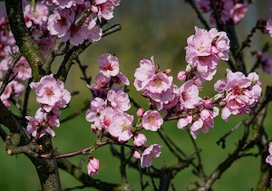 almond-blossom-3171746_640.jpg