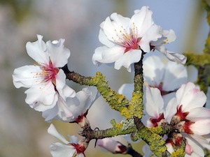 almond blossom