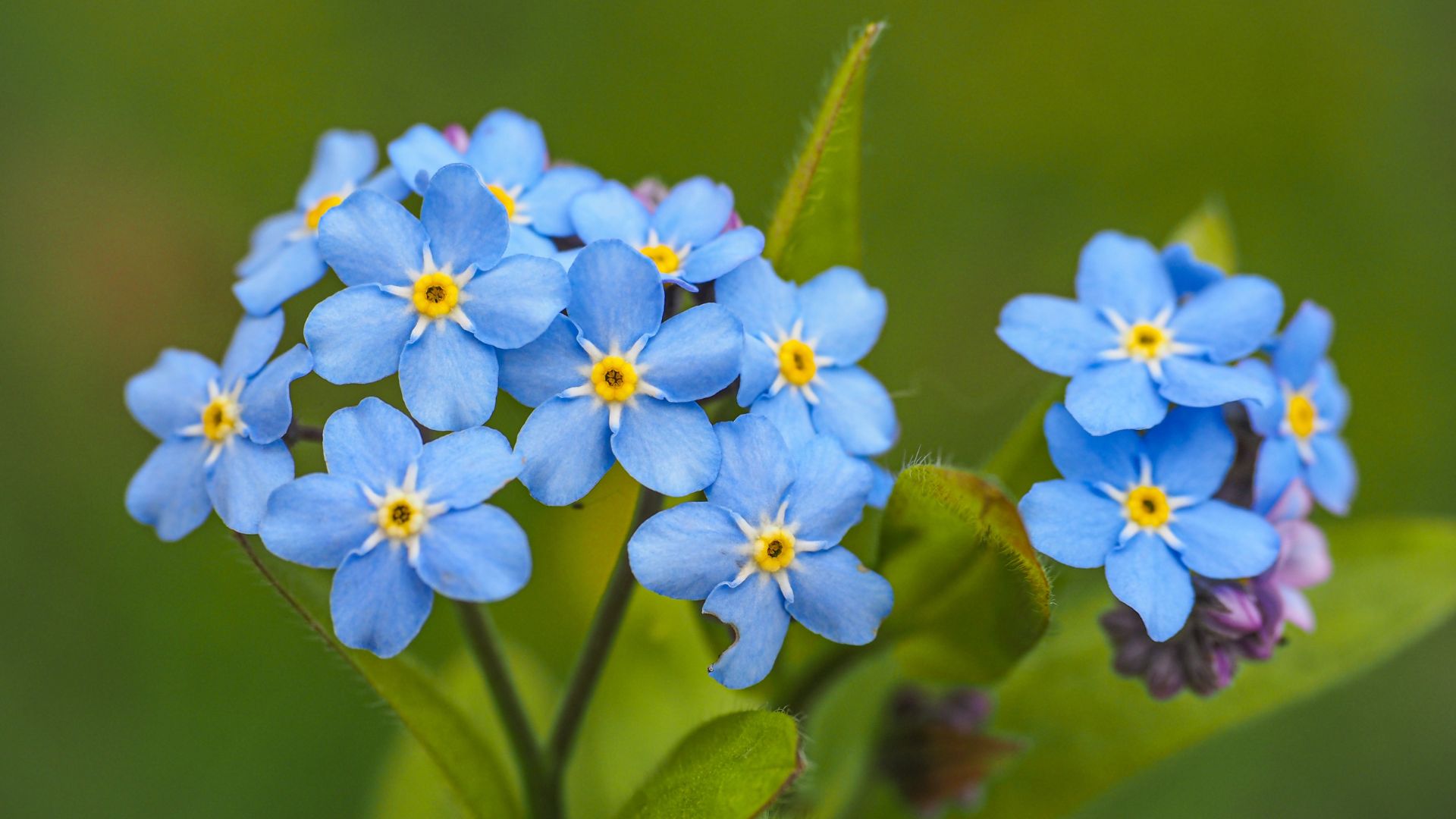 Alpine forget me not flowers, herbaceous, perennial, flowering plant in the family Boraginaceae. Blue, small blossoms in the blurred background of green grass. Myosotis alpestris or Myosotis arvensis.