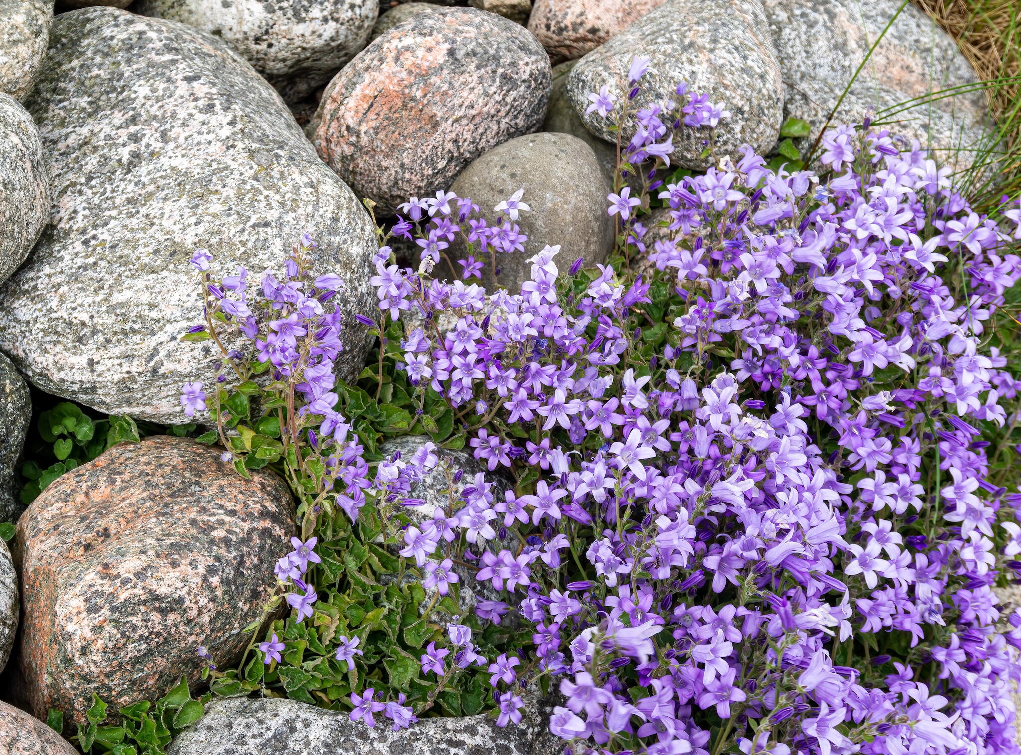 lavender sweet alyssum flower