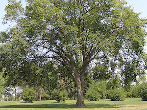 american-elm