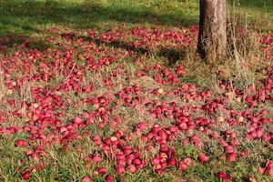 apple harvest