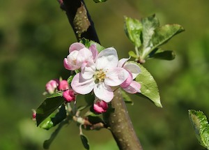 apple blossom