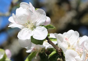 apple blossom