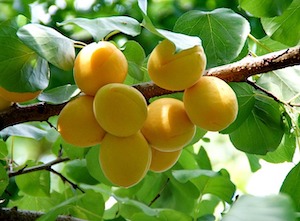 apricots