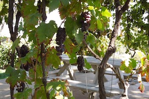 grape-arbor