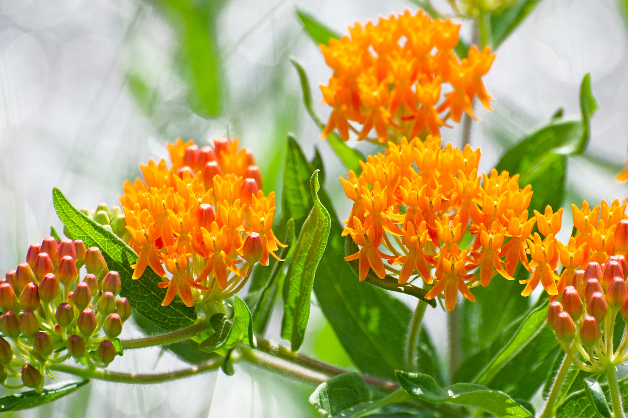 Orange flower clusters of the Butterfly Weed, Asclepias tuberosa