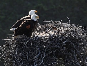 bald eagle