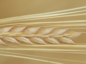 barley