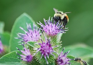 bee on clover