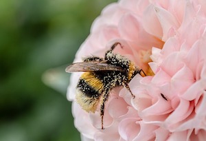 bee and flower