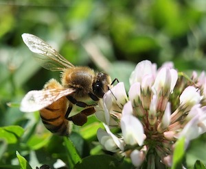 clover bee