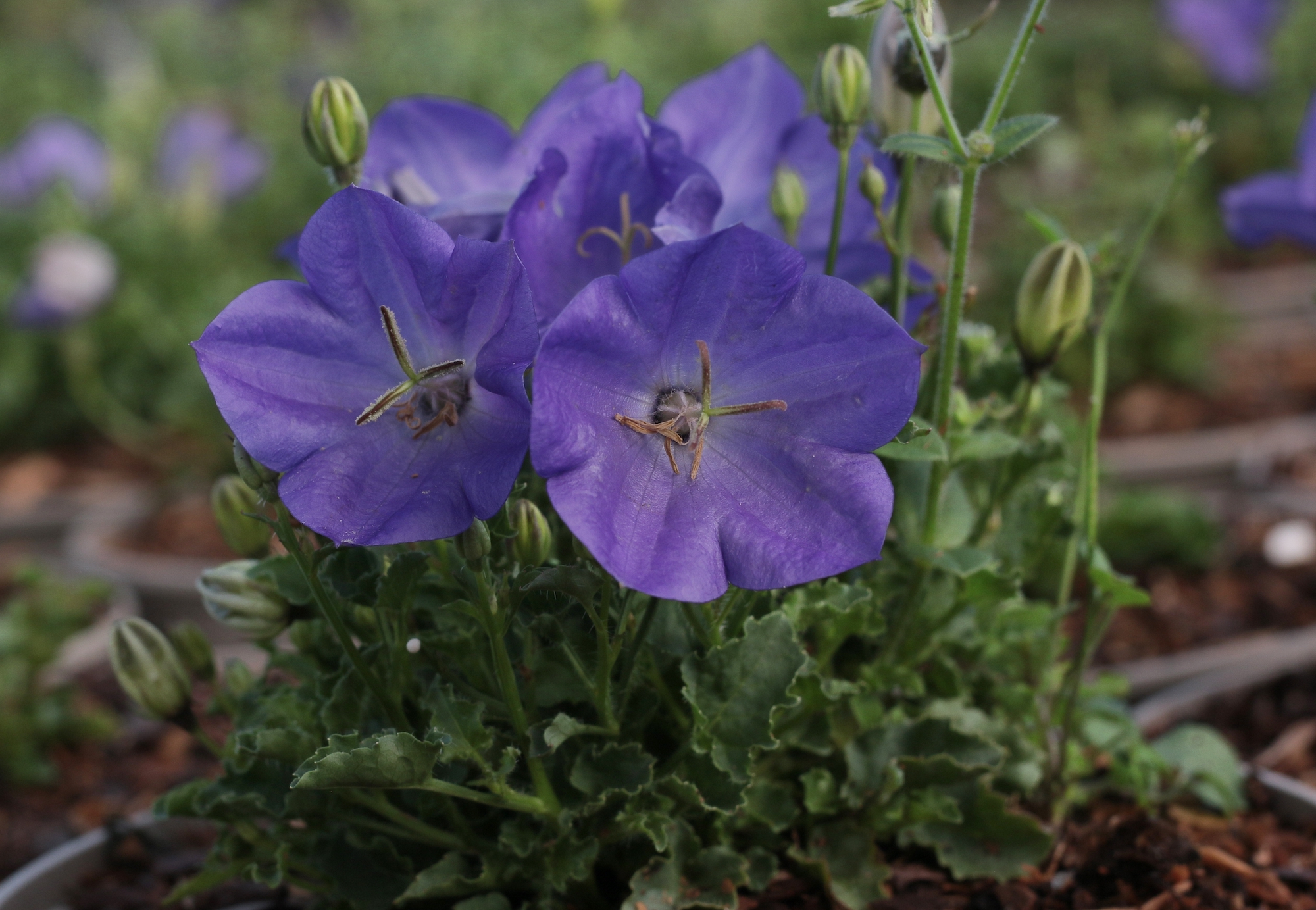 Campanula carpatica 